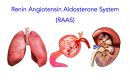 Renin-Angiotensin-Aldosterone System